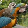 Token monkey on ara