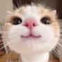 Токен kitty