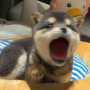 Jeton POPDOG