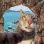 CATOUR 币种