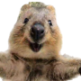 SelfieSteve 币种