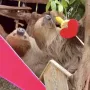 Ikona tokena
