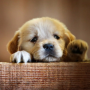 Doggy Needs Friend 币种