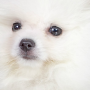 Mochi token