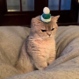العملة الرمزية Grumpie