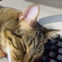 Token cat zzzzzz