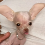 Token World's Smallest Chihuahua