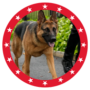 Token MAGA DOG