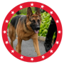 Jeton MAGA DOG