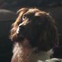 Token Retired Detector Dog Nala