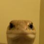 Токен Leonard The Lizard