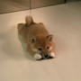 INU 币种