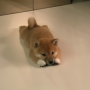 Token INU