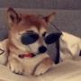 Jeton dogwithSHDZ 