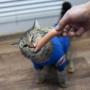 Token Russian Firefighter Cat