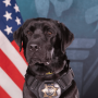 Token 1ST CRYPTO CRIME DOG