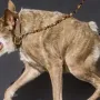 token UGLY SHIB 