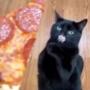 Pizza Cat 币种