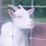 Jeton Jewels Da Goat