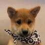 Токен dogwifscarf