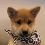 Jeton dogwifscarf
