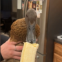 Meet Rufus 幣種