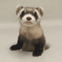 Token First Clone-born animal