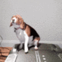 Dog Morning Routine Token