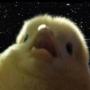 Token chick