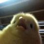 chick-token
