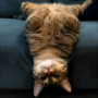 upsidedowncat-token