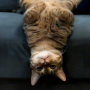 Token upsidedowncat
