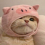 Pig Cat 幣種