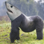 Body Of Gorilla, Head Of Shark-rahake