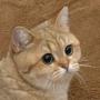 Token StareCat