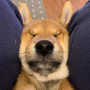 PressDog 币种