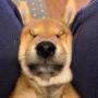 Token PressDog
