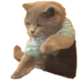Clicking Cat 幣種