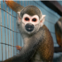 Jeton Escaped Lab Monkeys