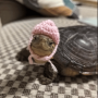 العملة الرمزية turtlewifhat