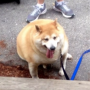 Biggest Doge token