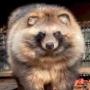 Token Raccoon Dog