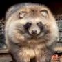 Token Raccoon Dog