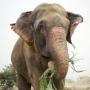 Raju the Elephant 币种