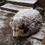 Hedgedog 幣種