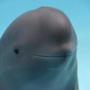 العملة الرمزية Hanbao the finless porpoise 