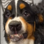 Token INCELDOG