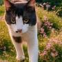 Jeton Maxwell the cat bully 