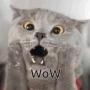 Chartreux Cat 幣種