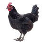 Jeton NIGGER COCK